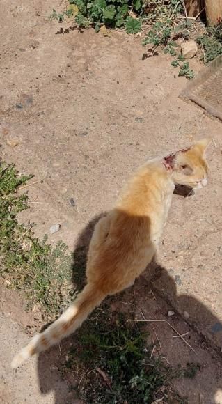 Junta Freguesia do Sobral da Adiça PIONEIRA no Concelho de Moura na implantação do Programa CED (Captura, Esterilização e Devolução) de gatos errantes